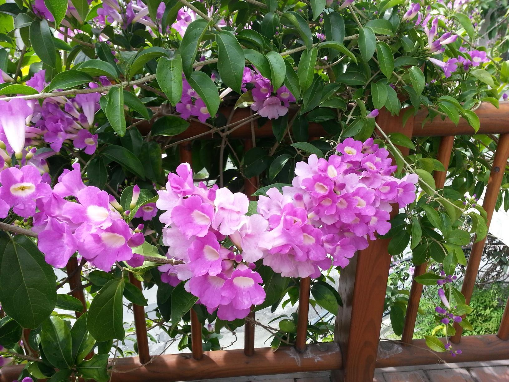 Melody Homestay Hualien Exterior foto